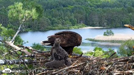 VINS Bald Eagles Nest Live Cams - May 27, 2026, 4:53pm EDT