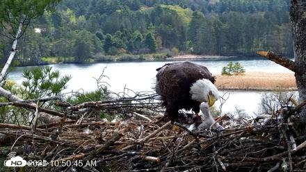 VINS Bald Eagles Nest Live Cams - May 5, 2026, 10:51am EDT