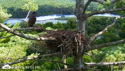 VINS Bald Eagles Nest Live Cams - Aug 15, 2026, 1:50pm EDT