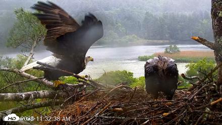 VINS Bald Eagles Nest Live Cams - Jun 18, 2026, 11:36am EDT