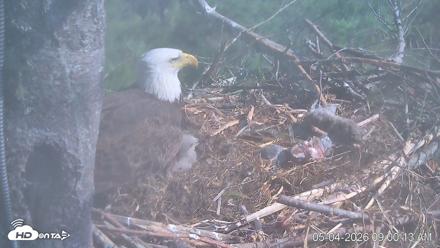 VINS Bald Eagles Nest Live Cams - May 4, 2026, 9:01am EDT