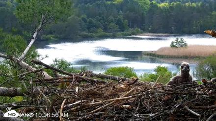 VINS Bald Eagles Nest Live Cams - May 20, 2026, 10:07am EDT