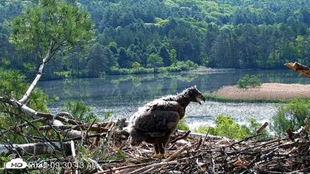 VINS Bald Eagles Nest Live Cams - May 27, 2026, 9:31am EDT