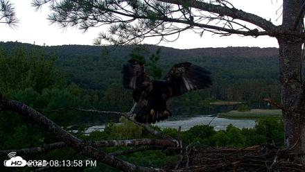 VINS Bald Eagles Nest Live Cams - Jul 20, 2026, 8:14pm EDT