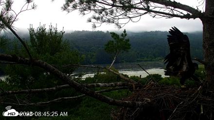 VINS Bald Eagles Nest Live Cams - Jul 8, 2026, 8:46am EDT