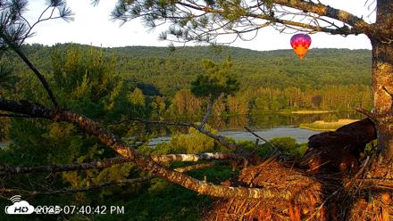 VINS Bald Eagles Nest Live Cams - Jul 8, 2026, 7:41pm EDT