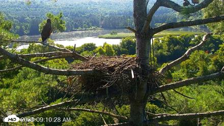 VINS Bald Eagles Nest Live Cams - Aug 15, 2026, 9:11am EDT