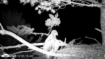 VINS Bald Eagles Nest Live Cams - Jul 15, 2026, 12:07am EDT