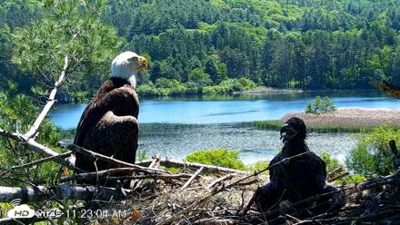 VINS Bald Eagles Nest Live Cams - Jun 3, 2026, 11:23am EDT