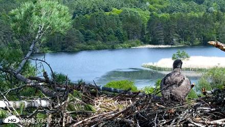 VINS Bald Eagles Nest Live Cams - May 25, 2026, 3:33pm EDT
