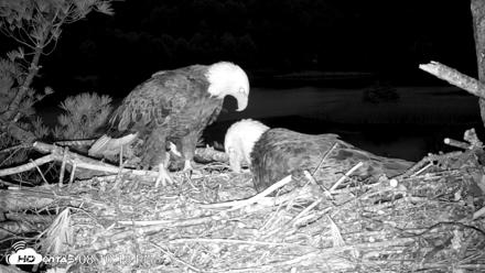 VINS Bald Eagles Nest Live Cams - Apr 29, 2026, 8:13pm EDT