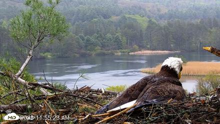 VINS Bald Eagles Nest Live Cams - May 13, 2026, 11:56am EDT