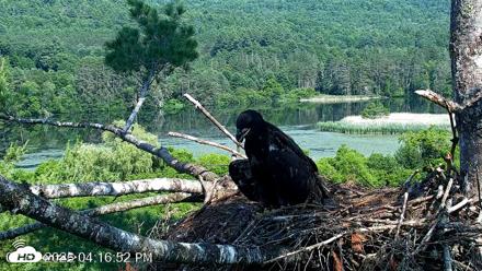 VINS Bald Eagles Nest Live Cams - Jul 1, 2026, 4:17pm EDT