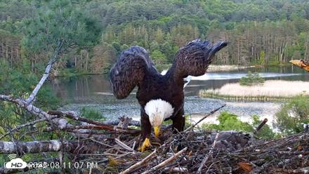 VINS Bald Eagles Nest Live Cams - May 30, 2026, 8:12pm EDT