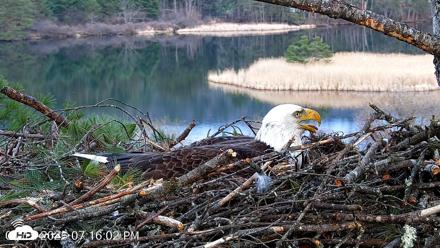 VINS Bald Eagles Nest Live Cams - Apr 15, 2026, 7:16pm EDT