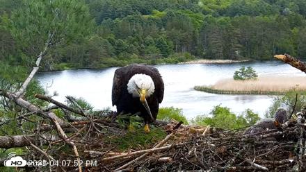 VINS Bald Eagles Nest Live Cams - May 21, 2026, 4:09pm EDT