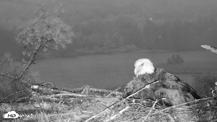VINS Bald Eagles Nest Live Cams - May 31, 2026, 8:13pm EDT