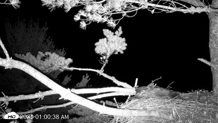 VINS Bald Eagles Nest Live Cams - Jul 16, 2026, 1:01am EDT