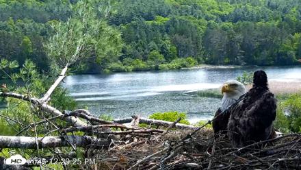 VINS Bald Eagles Nest Live Cams - Jun 2, 2026, 12:30pm EDT