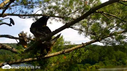 VINS Bald Eagles Nest Live Cams - Jul 20, 2026, 3:46pm EDT