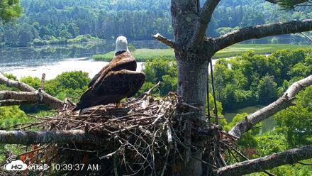 VINS Bald Eagles Nest Live Cams - Jul 26, 2026, 10:40am EDT