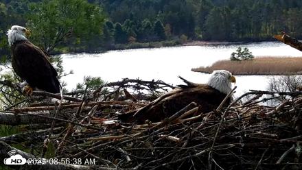 VINS Bald Eagles Nest Live Cams - May 3, 2026, 8:57am EDT