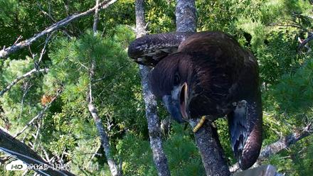 VINS Bald Eagles Nest Live Cams - Jul 27, 2026, 10:59am EDT