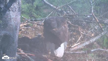VINS Bald Eagles Nest Live Cams - Apr 26, 2026, 9:19am EDT