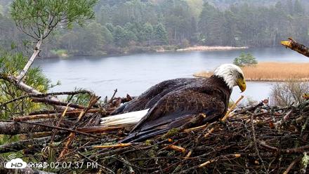 VINS Bald Eagles Nest Live Cams - May 2, 2026, 2:08pm EDT