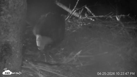 VINS Bald Eagles Nest Live Cams - Apr 25, 2026, 10:24pm EDT