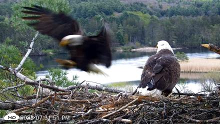 VINS Bald Eagles Nest Live Cams - May 8, 2026, 7:32pm EDT