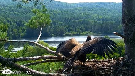 VINS Bald Eagles Nest Live Cams - Jul 20, 2026, 11:09am EDT