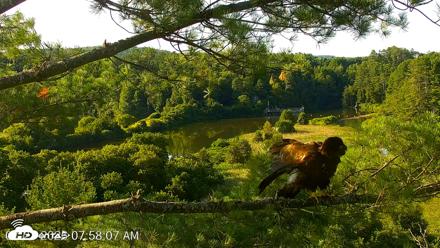 VINS Bald Eagles Nest Live Cams - Jul 23, 2026, 7:58am EDT