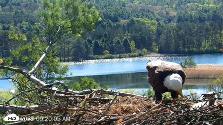 VINS Bald Eagles Nest Live Cams - May 11, 2026, 9:21am EDT