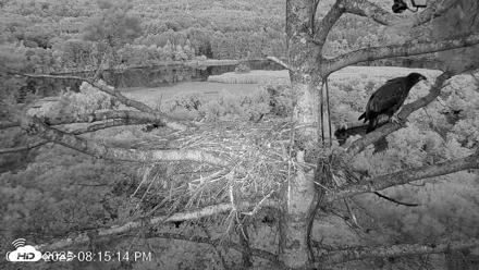 VINS Bald Eagles Nest Live Cams - Aug 11, 2026, 8:16pm EDT