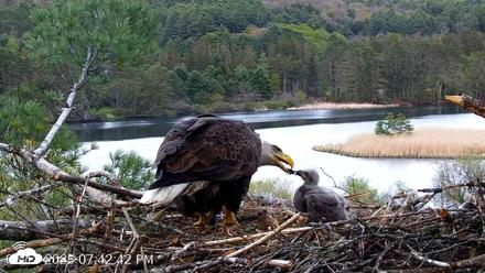 VINS Bald Eagles Nest Live Cams - May 11, 2026, 7:43pm EDT