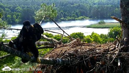 VINS Bald Eagles Nest Live Cams - Jul 3, 2026, 10:09am EDT