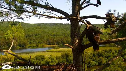 VINS Bald Eagles Nest Live Cams - Jul 24, 2026, 2:34pm EDT