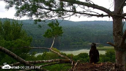 VINS Bald Eagles Nest Live Cams - Jul 21, 2026, 6:29pm EDT