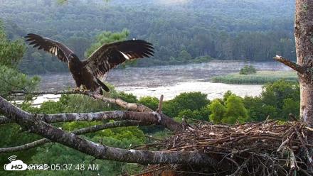 VINS Bald Eagles Nest Live Cams - Jul 25, 2026, 5:38am EDT