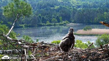 VINS Bald Eagles Nest Live Cams - May 27, 2026, 8:45am EDT