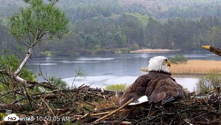 VINS Bald Eagles Nest Live Cams - May 13, 2026, 10:54am EDT