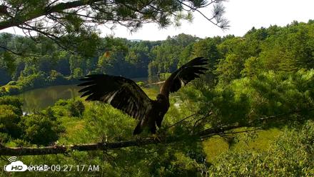 VINS Bald Eagles Nest Live Cams - Jul 26, 2026, 9:27am EDT