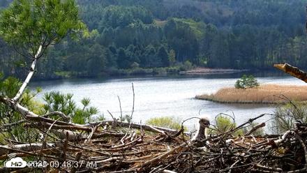 VINS Bald Eagles Nest Live Cams - May 10, 2026, 9:49am EDT
