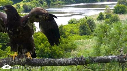 VINS Bald Eagles Nest Live Cams - Jul 23, 2026, 12:53pm EDT