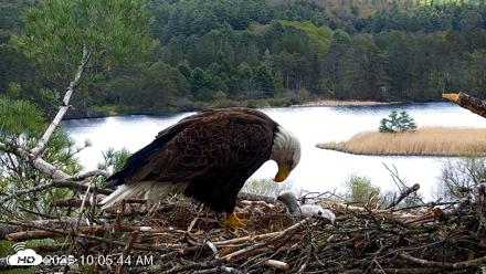 VINS Bald Eagles Nest Live Cams - May 8, 2026, 10:06am EDT