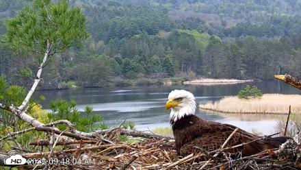 VINS Bald Eagles Nest Live Cams - May 6, 2026, 9:48am EDT