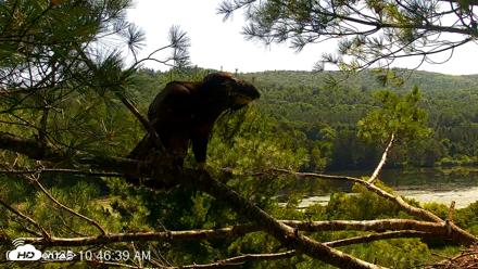 VINS Bald Eagles Nest Live Cams - Jul 24, 2026, 10:47am EDT