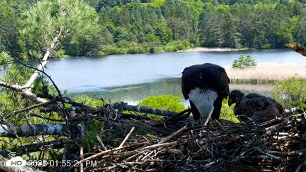 VINS Bald Eagles Nest Live Cams - May 26, 2026, 1:56pm EDT