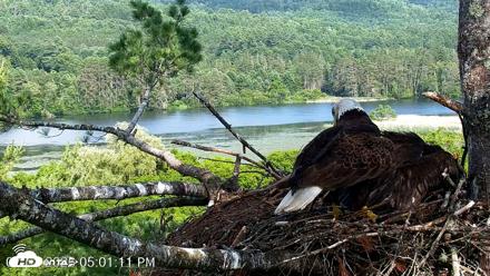 VINS Bald Eagles Nest Live Cams - Jul 2, 2026, 5:02pm EDT